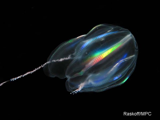 http://www.arcodiv.org/watercolumn/ctenophores/images/Mertensia_ovum_KR_800x600.jpg