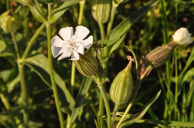 http://www.biopix.com/white-campion-silene-latifolia-ssp-alba_photo-92404.aspx