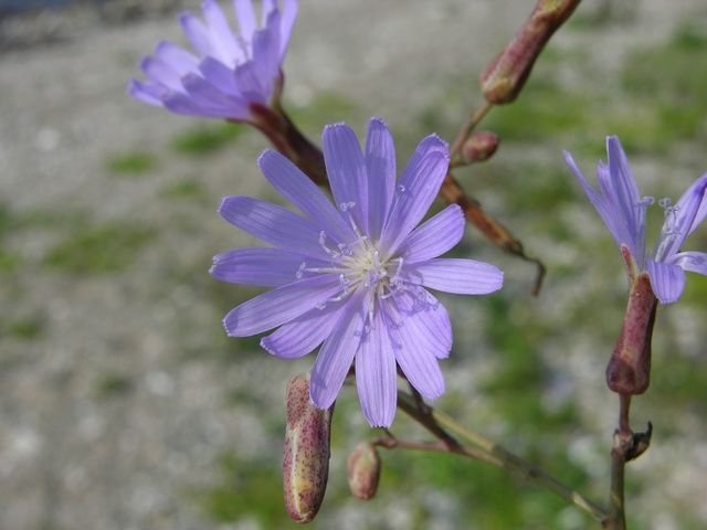 http://www.biopix.com/blue-lettuce-russian-lettuce-mulgedium-tataricum_photo-40839.aspx