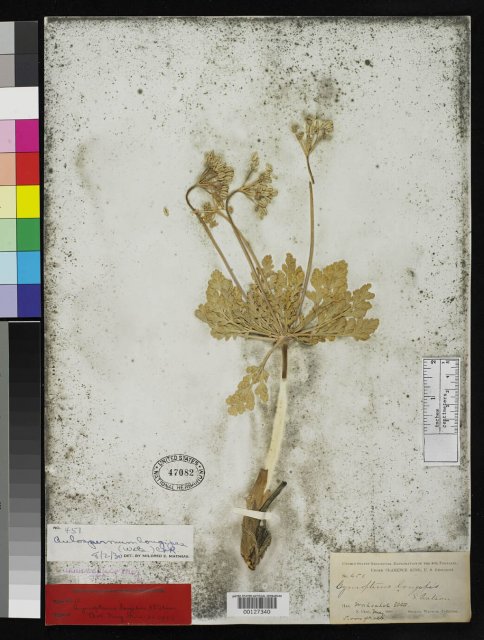 http://collections.mnh.si.edu/search/botany/?irn=2117565