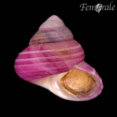 http://www.femorale.com/shellphotos/detail.asp?species=Photinula%20sp.%2029092