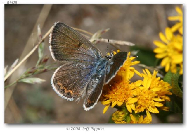 http://butterfliesofamerica.com/images/Theclinae/Polyommatinae/Plebejus_s_shasta/Plebeius_s_shasta_F_Saddlebag_Lake_Mono_Co_CA_17_July_2007_1.jpg