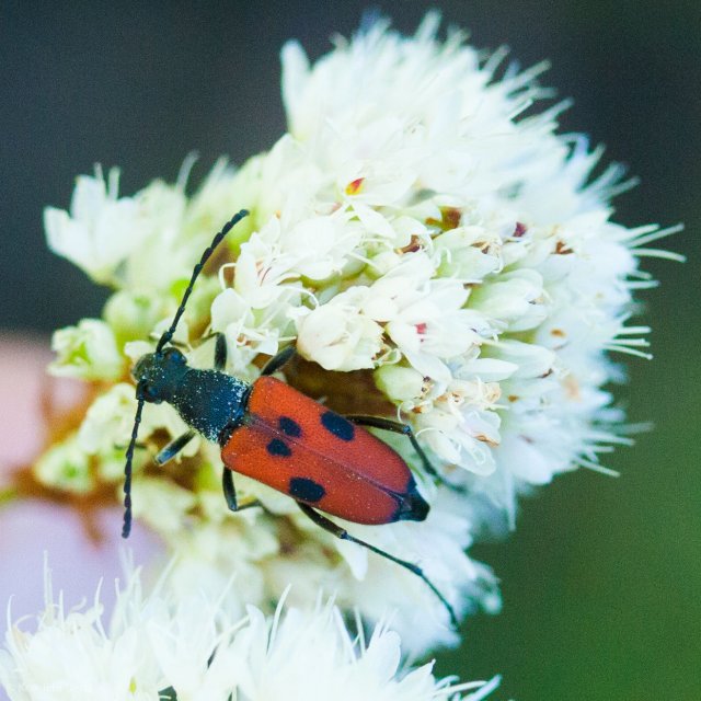 http://www.inaturalist.org/photos/423042