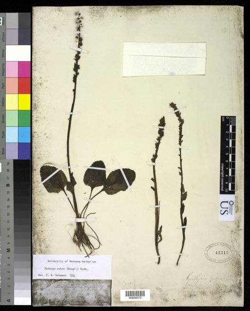 http://collections.mnh.si.edu/services/media.php?env=botany&irn=10215028