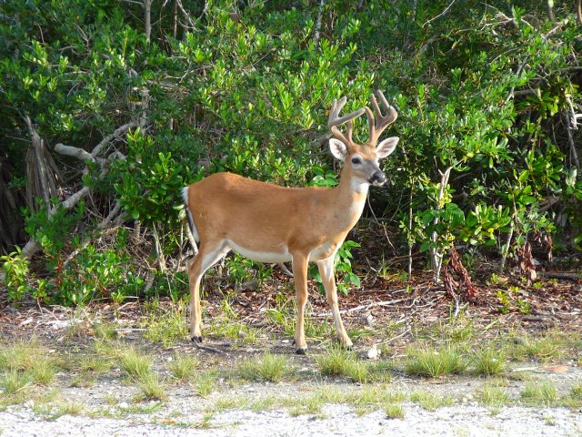 http://commons.wikimedia.org/wiki/File:Key_deer_male.jpg