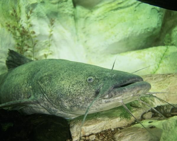 http://animaldiversity.ummz.umich.edu/site/resources/usfws/flatheadcatfish2.jpg/medium.jpg