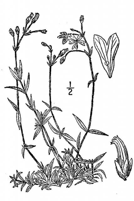 http://plants.usda.gov/java/largeImage?imageID=ceve8_001_avd.tif