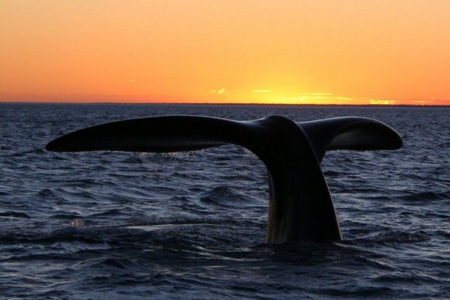 http://commons.wikimedia.org/wiki/File:Southern_right_whale10.jpg