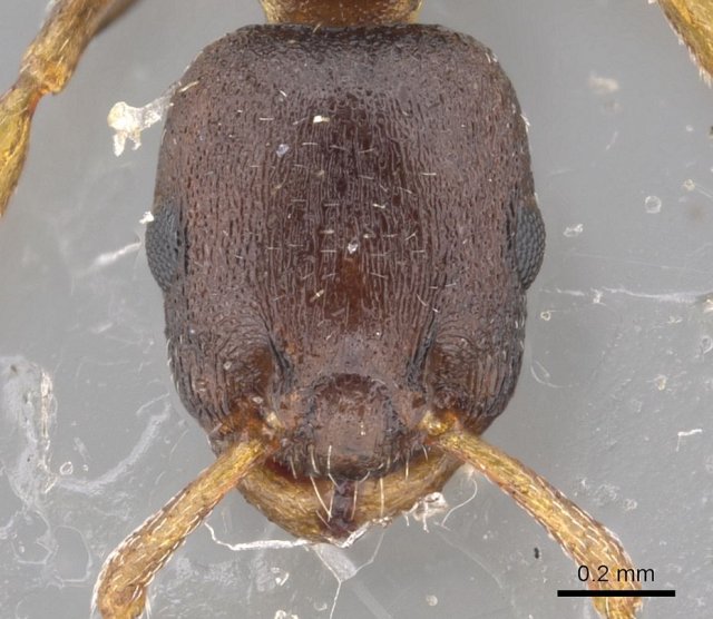 http://www.antweb.org/description.do?genus=leptothorax&name=muscorum uvicensis&rank=species