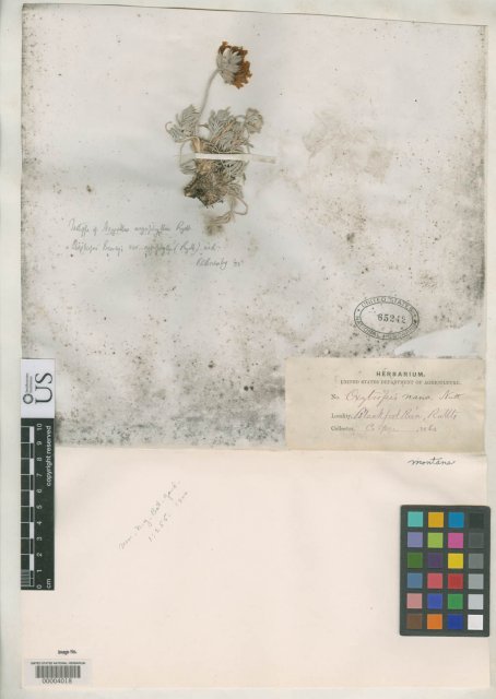 http://collections.mnh.si.edu/search/botany/?irn=2081093