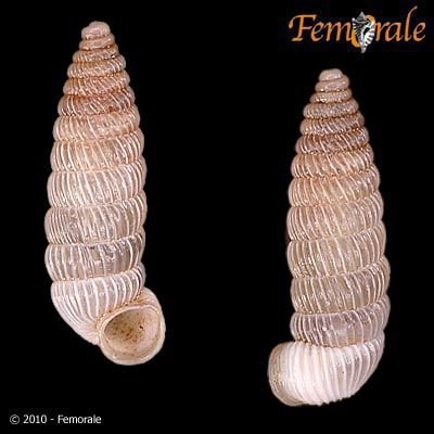 http://www.femorale.com/shellphotos/detail.asp?species=Holospira%20chiricahuana%20Pilsbry,%201905