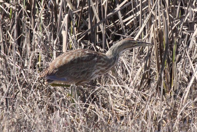 http://www.inaturalist.org/photos/194869