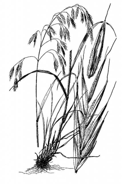 http://plants.usda.gov/java/largeImage?imageID=brci2_002_avd.tif