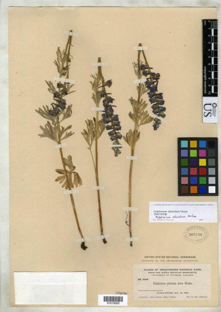 http://collections.mnh.si.edu/services/media.php?env=botany&irn=10140265