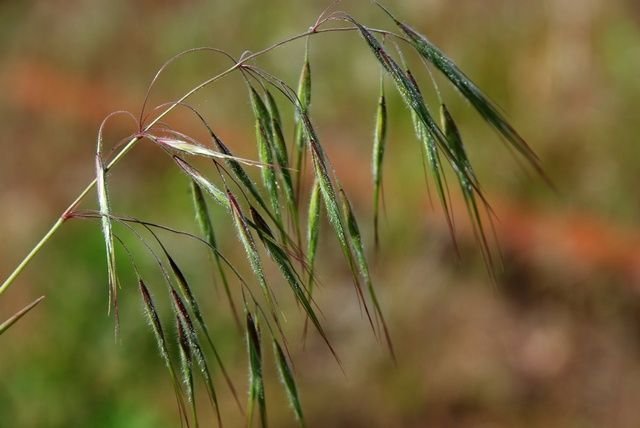 http://www.biopix.com/drooping-brome-anisantha-tectorum_photo-43401.aspx