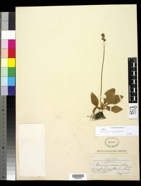 http://collections.mnh.si.edu/search/botany/?irn=10471758