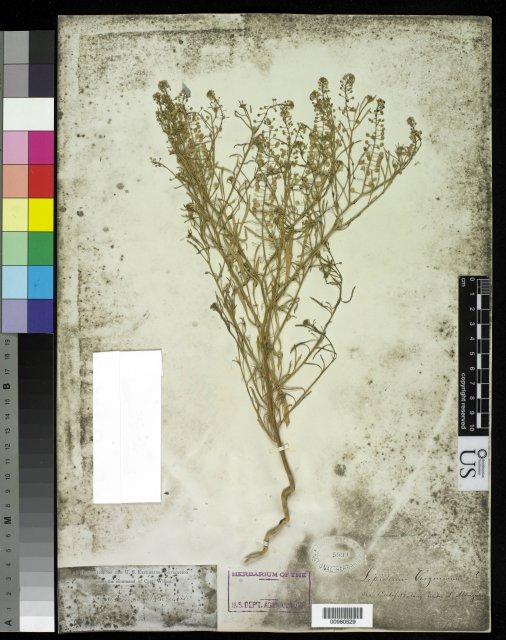 http://collections.mnh.si.edu/search/botany/?irn=10058340