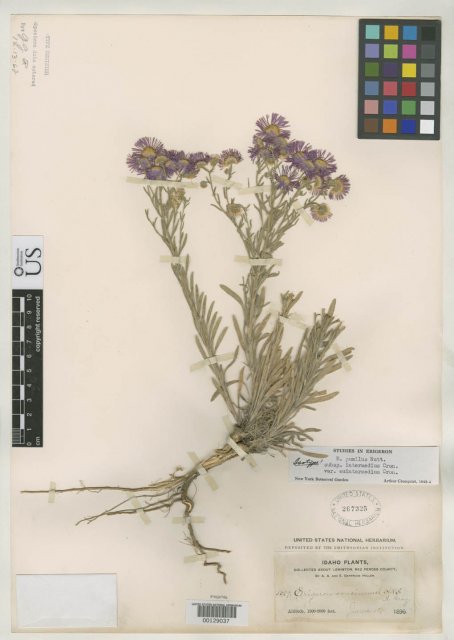 http://collections.mnh.si.edu/search/botany/?irn=2164446