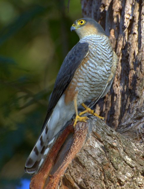 http://commons.wikimedia.org/wiki/File:Accipiter_erythronemius_Horto_Florestal_de_Sao_Paulo,_Brazil_2-crop.jpg