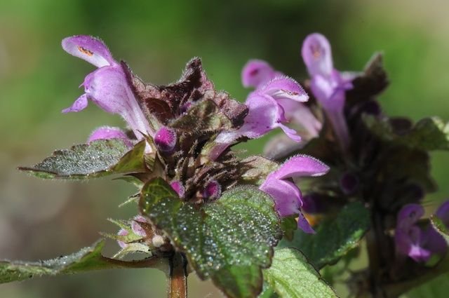 http://www.biopix.com/lamium-purpureum-var-purpureum_photo-68175.aspx