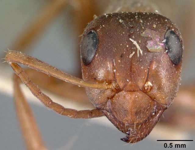 http://www.antweb.org/description.do?genus=formica&name=montana&rank=species