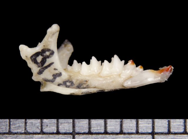 http://animaldiversity.ummz.umich.edu/collections/contributors/phil_myers/ADW_mammals/specimens/Soricomorpha/Soricidae/Notiosorex_crawfordi/lower_lateral6446/