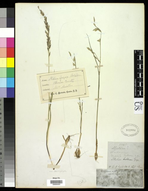 http://collections.mnh.si.edu/services/media.php?env=botany&irn=10212526