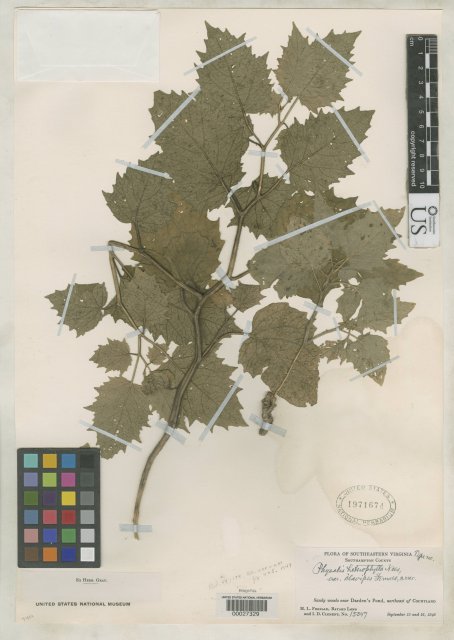 http://collections.mnh.si.edu/search/botany/?irn=2089719