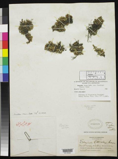 http://collections.mnh.si.edu/search/botany/?irn=2086477