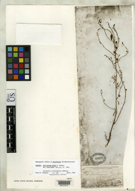 http://collections.mnh.si.edu/search/botany/?irn=2166994