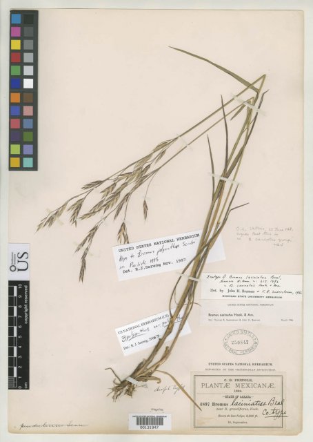 http://collections.mnh.si.edu/services/media.php?env=botany&irn=10112167