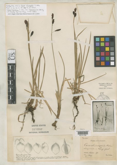 http://collections.mnh.si.edu/search/botany/?irn=2090991