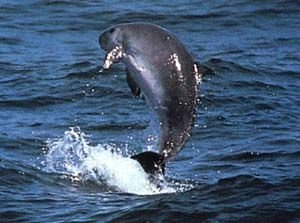 http://commons.wikimedia.org/wiki/File:Dwarf_sperm_whale_(NOAA_Pitman).jpg