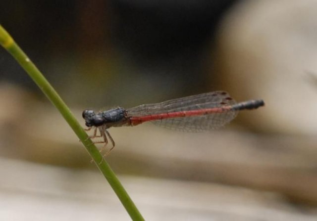 http://animaldiversity.ummz.umich.edu/site/resources/phil_myers/odonata/Coenagrionidae/Amphiagrion_saucium4822.jpg/medium.jpg