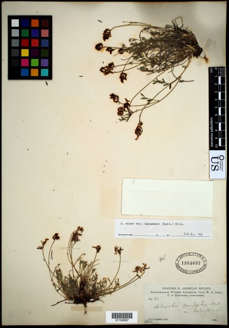 http://collections.mnh.si.edu/search/botany/?irn=10592316