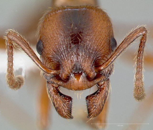 http://www.antweb.org/description.do?genus=manica&name=hunteri&rank=species