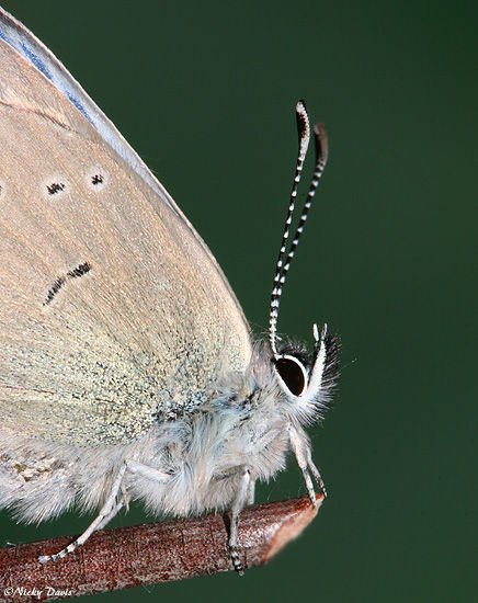 http://www.wildutah.us/images/butterflies_moths/lycaenidae/polyommatinae/b_glaucopsyche_ligdamus_oro_male_feb0507_025.jpg