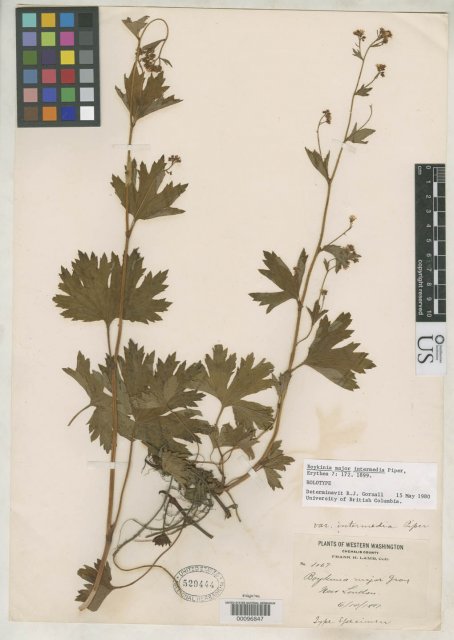 http://collections.mnh.si.edu/services/media.php?env=botany&irn=10089915