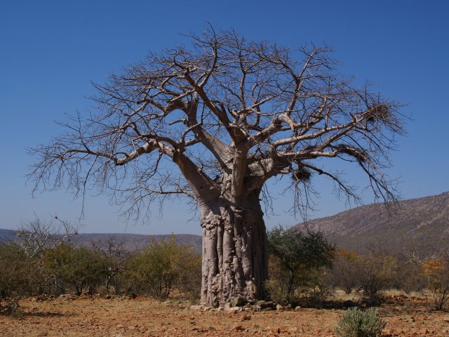 http://commons.wikimedia.org/wiki/File:Adansonia_digitata.jpg