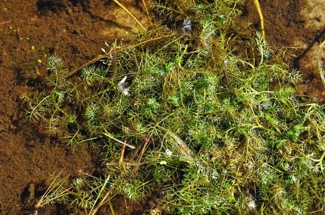 http://www.biopix.com/lesser-marshwort-helosciadium-inundatum_photo-100712.aspx