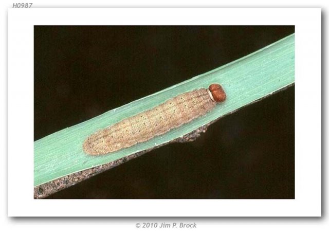 http://butterfliesofamerica.com/images/Hesperiidae/Hesperiinae/Poanes_taxiles/Poanes_taxiles_larva_Salt_Lake_Co_UT_Sept_2000_JPB.jpg