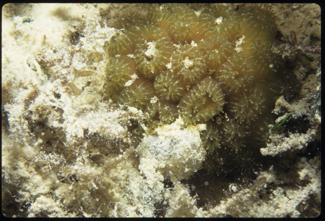 Golf Ball Coral (Favia fragum) | Idaho Fish and Game