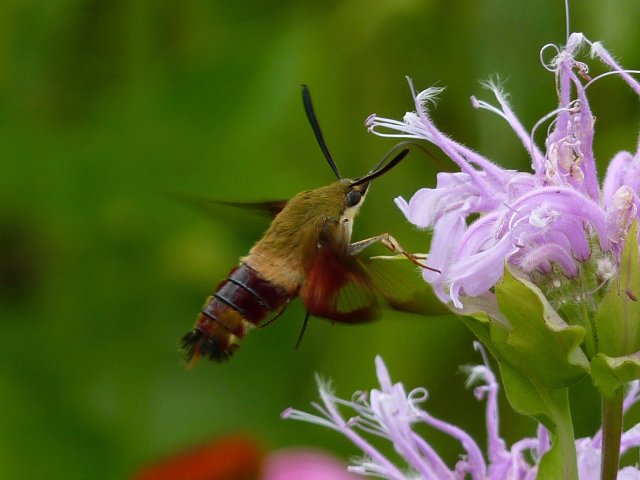 http://www.inaturalist.org/photos/147009