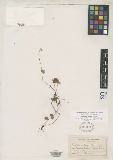 http://collections.mnh.si.edu/services/media.php?env=botany&irn=10066993