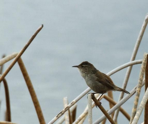 http://animaldiversity.ummz.umich.edu/site/resources/phil_myers/ADW_birds_3_4_03/wren7355.jpg/medium.jpg