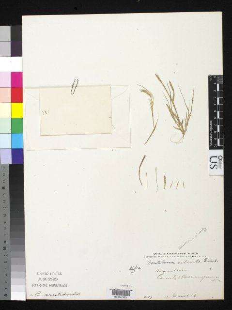 http://collections.mnh.si.edu/services/media.php?env=botany&irn=10099586