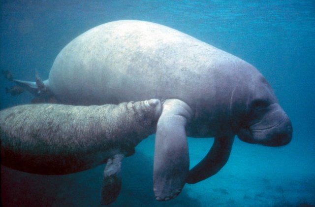 http://commons.wikimedia.org/wiki/File:Manatee_with_calf.PD_-_colour_corrected.jpg