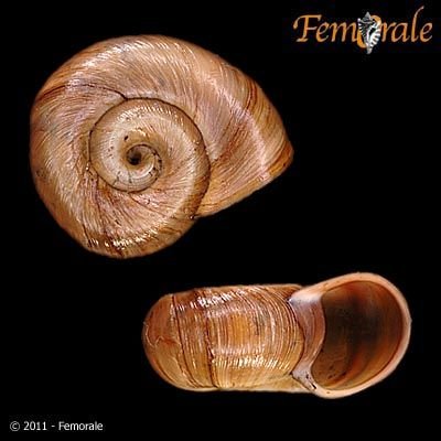 http://www.femorale.com/shellphotos/detail.asp?species=Helisoma%20trivolvis%20(Say,%201817)