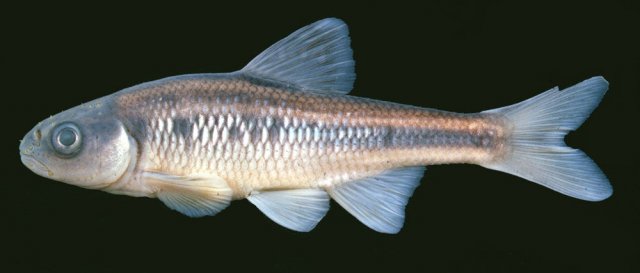 http://mczbase.mcz.harvard.edu/specimen_images/fish/large/56516_Luxilus_cornutusX.jpg