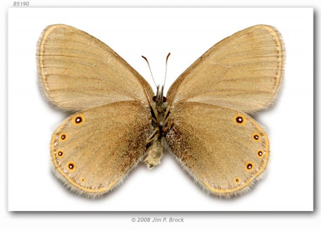 http://butterfliesofamerica.com/images/Nymphalidae/Satyrinae/coenonympha_haydenii/27_Coenonympha_haydenii_F_Salt_River_Pass_Lincoln_Co_WY_20-VII-77_2.jpg
